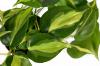 Philodendron scandens를 위한 식물 및 관리