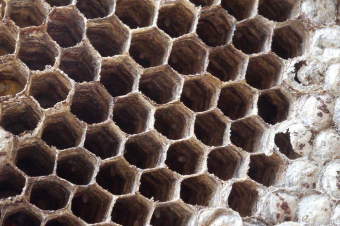 Ninho de vespa com seus favos de mel