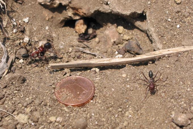 قطع الدايم ضد النمل