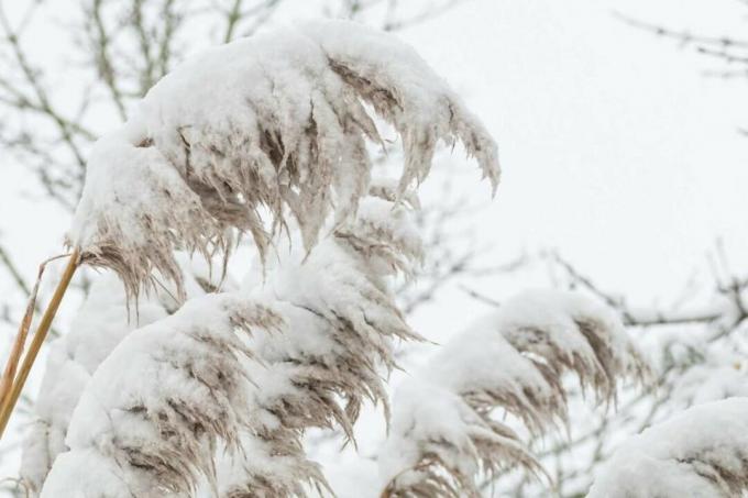 Pampová tráva pokrytá sněhem