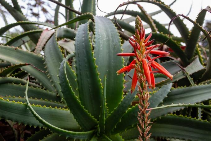 Aloe arborescens con fiore