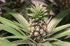 Growing the pineapple plant yourself: Planting the pineapple