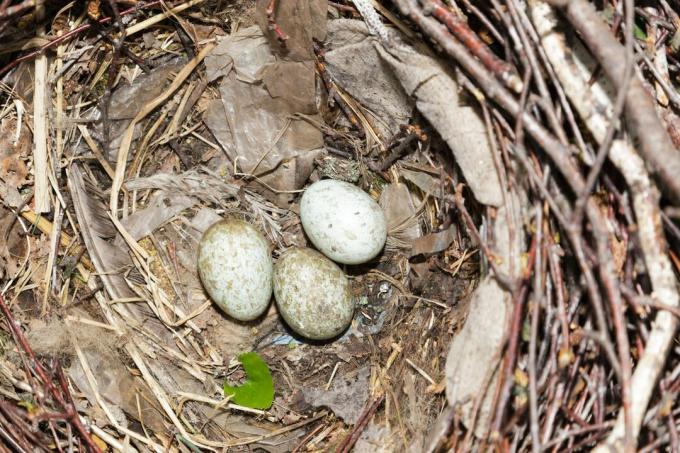Гнездо с яйца на топ