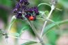 Insekthotelfyld: 10 fyldmaterialer