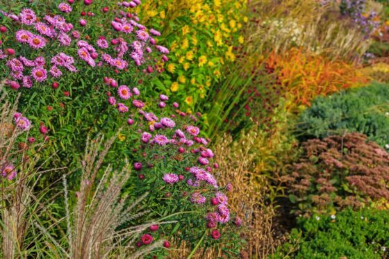 Autumn perennials: The most beautiful for the garden and balcony