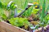 Verhoogd bed in het voorjaar: zaai deze groenten direct