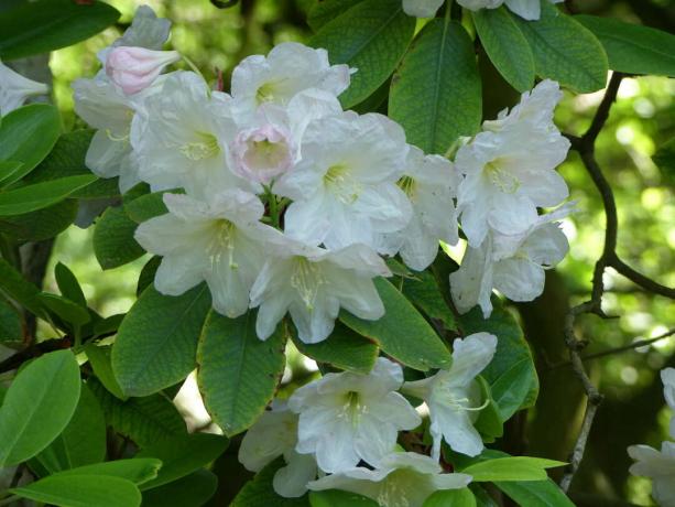 Rhododendron fortunei z belimi cvetovi