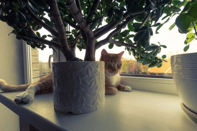 Kaķis sēž uz palodzes zem naudas koka
