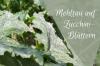 Powdery mildew: zucchini leaves with white spots