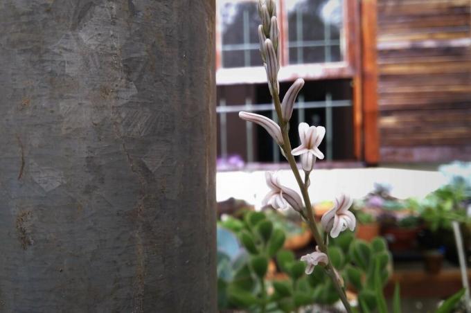 Haworthia virága