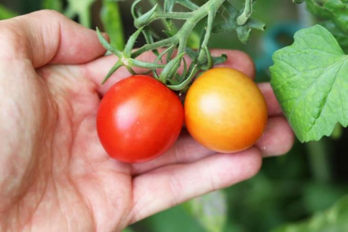 Plants against wasps - tomatoes