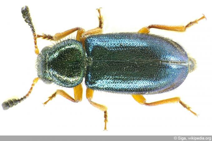 kumbang ham berkaki merah - kumbang berkaki merah - Necrobia rufipes