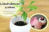 زراعة شجرة الليتشي: هذه هي الطريقة التي تزرع بها نبات الليتشي الخاص بك