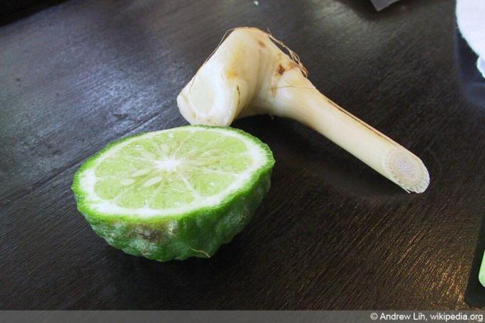 Kaffir Lime - มะกรูดมะนาว - Citrus hystrix