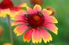 Flor de escarapela: siembra, corte y resistencia.
