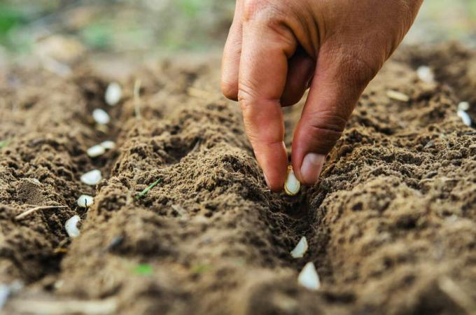 Planter des graines de citrouille dans le sol à la main