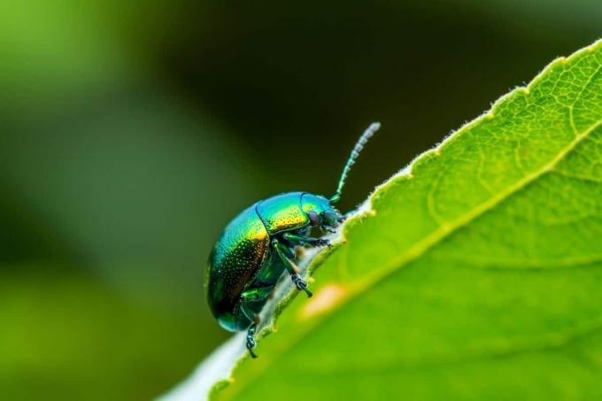gândaci verzi: gândacul de frunze de mentă (Chrysolina coerulans)