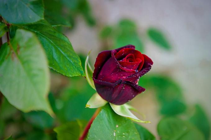 Троянда Чорна Баккара