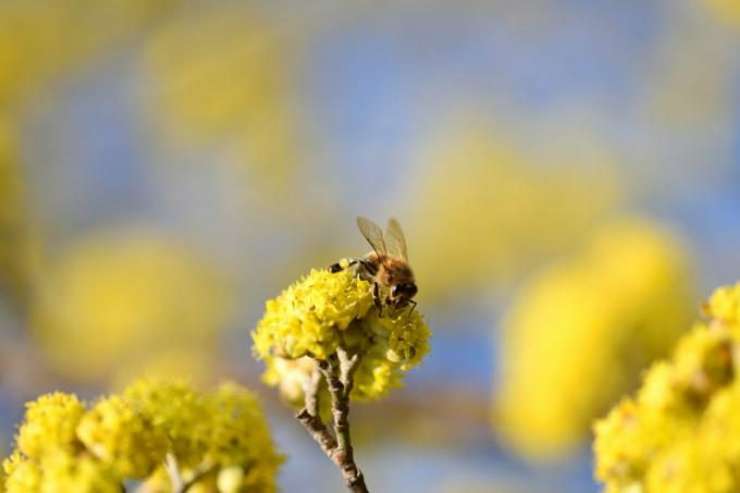 Pszczoła siedzi na kwiecie derenia