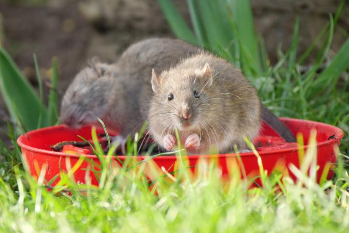 rats-in-the-garden