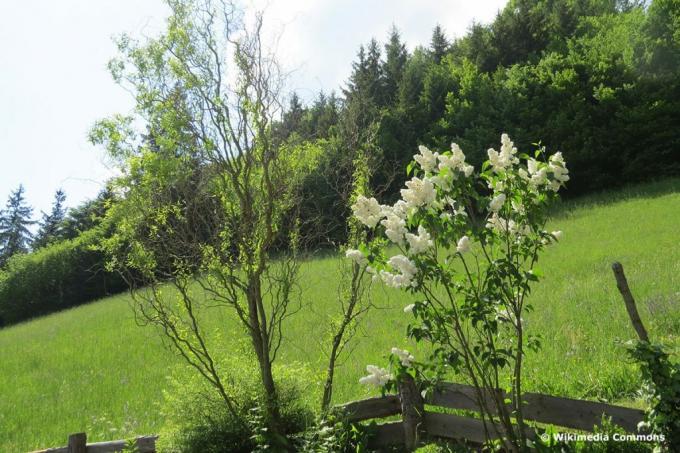 Saule tire-bouchon (Salix matsudana 'Tortuosa') dans le jardin