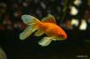 Mantener un pez dorado con cola de velo en el estanque: guía básica