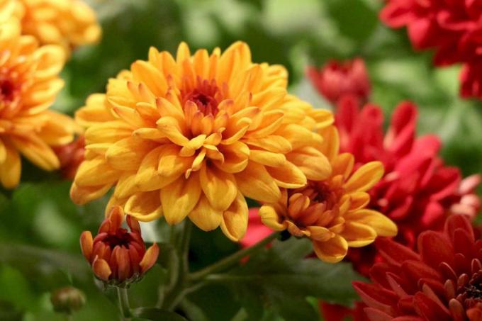 Chrysanthemums are also suitable as grave plants