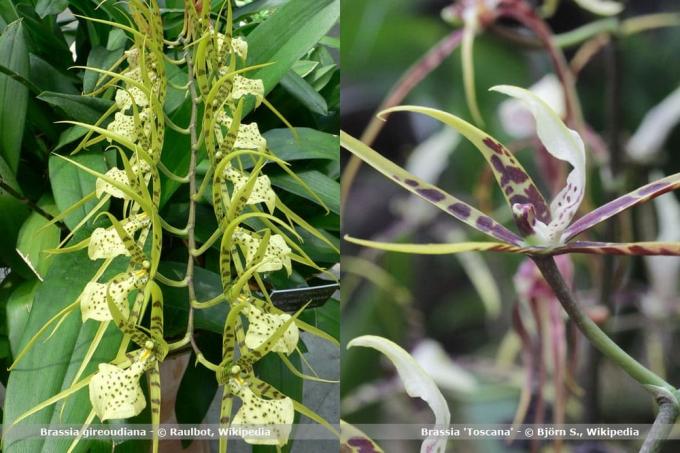 Espèces d'orchidées Brassia