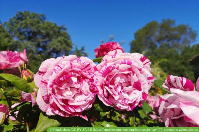 historiske rosesorter: Ferdinand Pichard