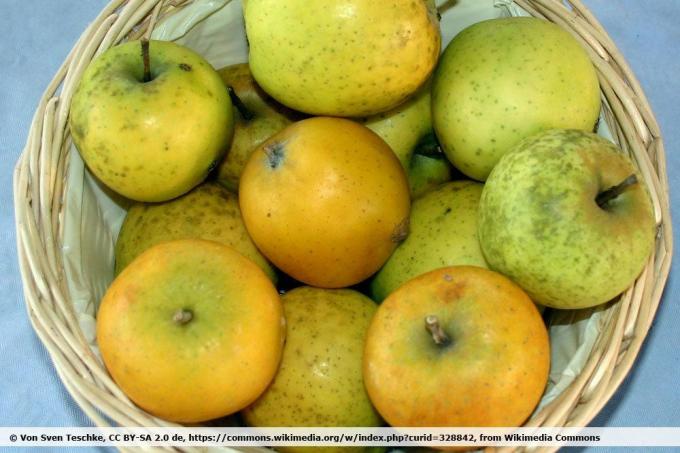 Odrůda jablek 'Ananasrenette'