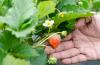 Fertilizando morangos: instruções e dicas de cuidados