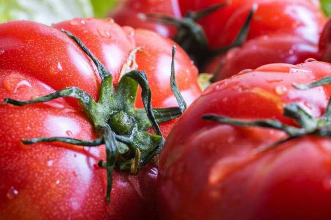 Zralá červená ruská rajčata