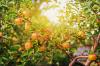 Odroda jabĺk 'Goldparmäne': chuť, čas zberu & Co