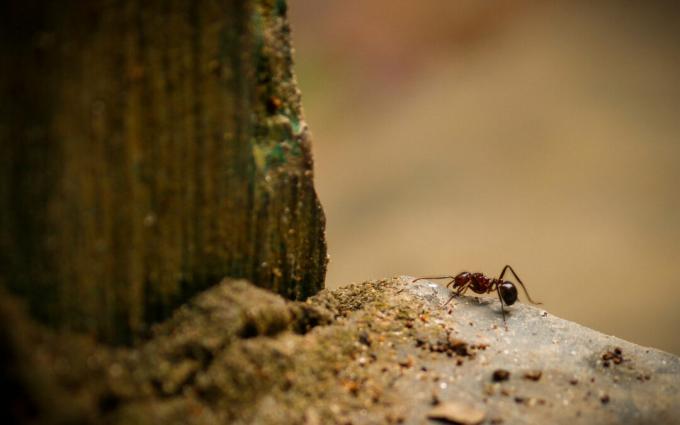 Myre ved siden af ​​et træ og sten