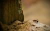 Канела срещу мравки: полезна или не?