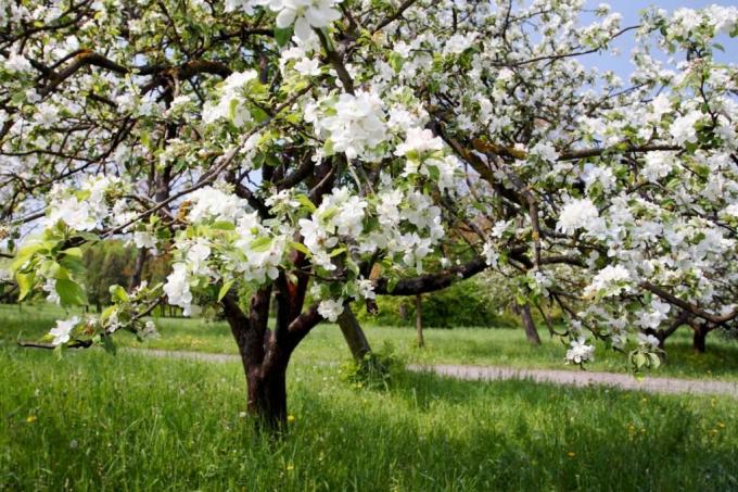 Fruktträd med vita blommor på en äng