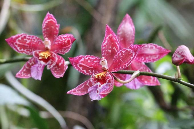 Размножьте орхидеи самостоятельно, а затем посадите их