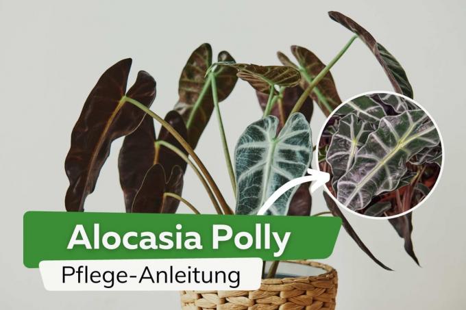 Alocasia Polly: Skötselråd