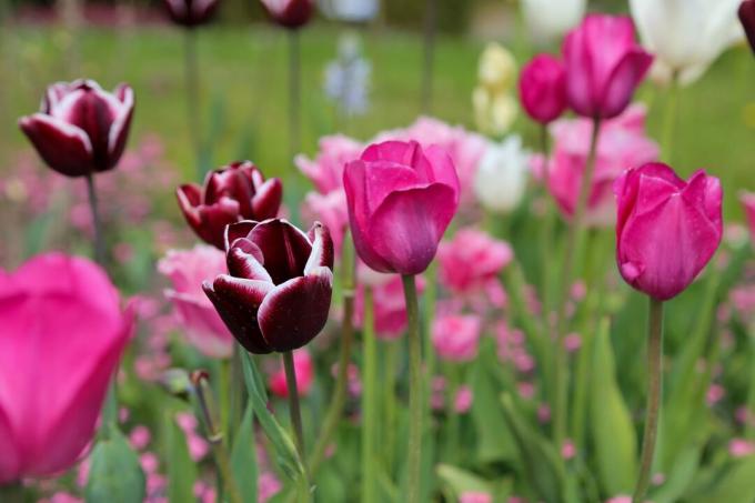 Tulipes dans le pré