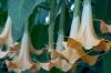 Πόσο τοξικές είναι οι τρομπέτες των αγγέλων (Brugmansia) για ανθρώπους και ζώα;