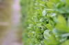 Privet, Ligustrum vulgare, živa meja liguščkov: sadite, gnojite in razmnožujte