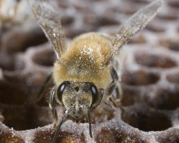 Seekor lebah ditaburi gula bubuk