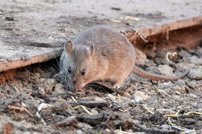 smeđi štakor (Rattus norvegicus)