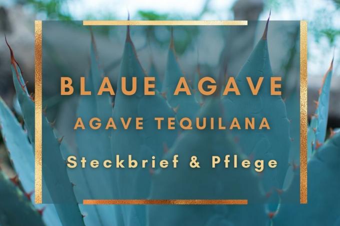 Agave bleu, tequilana d'agave: profil et soins - Photo de couverture