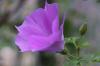 Niebieski hibiskus, Alyogyne huegelii
