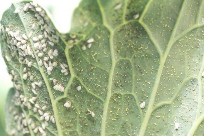 Whiteflies and eggs on underside of cabbage leaf