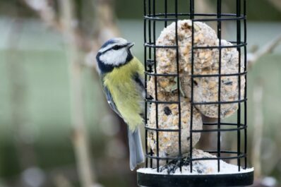 מזון שומני לציפורים: ממה להיזהר