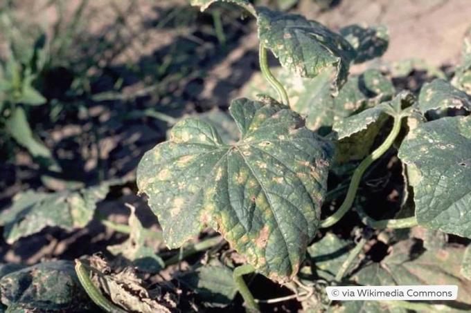 Malattia delle macchie fogliari angolari sulle piante di cetriolo