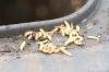 Compost bin powder against maggots: this is how it works