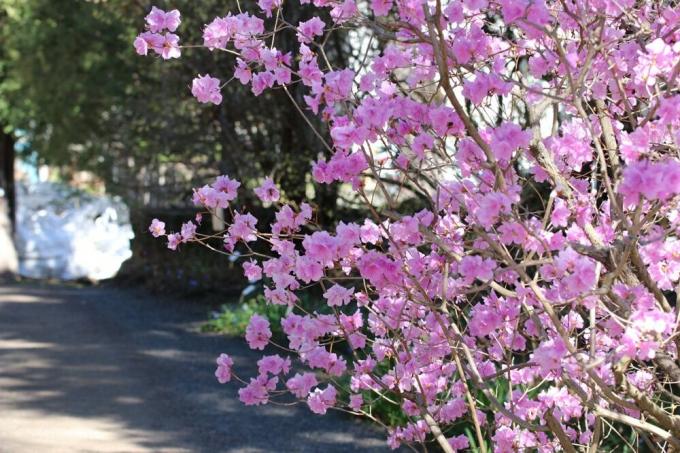 азалія мелкоконечная - Rhododendron mucronulatum